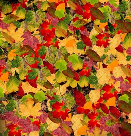 Interactive Autumn Leaves game for children, designed to enhance learning and cognitive development through engaging seasonal activities.